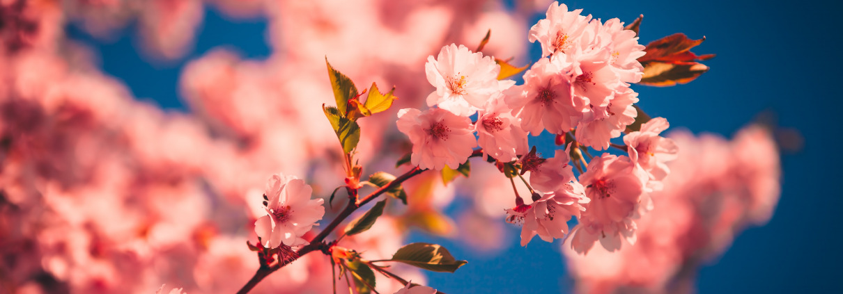 Bild zeigt Kirschblüte